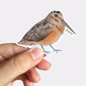 Woodcock - Peent Sticker